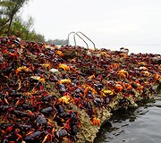 Kubos pakrantę užplūdo krabai