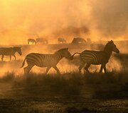 Ry&scaron;kiaspalvė Kenija