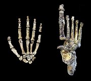 Paleontologai mano atradę trūkstamą žmogaus evoliucijos grandį 