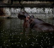 Prie&scaron; metus uždarytame Buenos Airės zoologijos sode dauguma gyvūnų vis dar narvuose