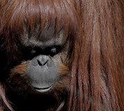 Prie&scaron; metus uždarytame Buenos Airės zoologijos sode dauguma gyvūnų vis dar narvuose