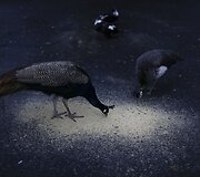 Prie&scaron; metus uždarytame Buenos Airės zoologijos sode dauguma gyvūnų vis dar narvuose