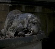 Prie&scaron; metus uždarytame Buenos Airės zoologijos sode dauguma gyvūnų vis dar narvuose