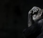 Prie&scaron; metus uždarytame Buenos Airės zoologijos sode dauguma gyvūnų vis dar narvuose