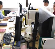 Nuo streso Japonijos darbuotojus gelbsti biuruose gyvenantys katinai