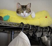 Nuo streso Japonijos darbuotojus gelbsti biuruose gyvenantys katinai