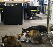 Nuo streso Japonijos darbuotojus gelbsti biuruose gyvenantys katinai