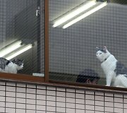 Nuo streso Japonijos darbuotojus gelbsti biuruose gyvenantys katinai