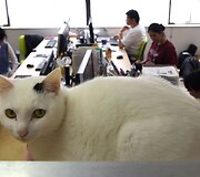 Nuo streso Japonijos darbuotojus gelbsti biuruose gyvenantys katinai