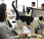 Nuo streso Japonijos darbuotojus gelbsti biuruose gyvenantys katinai