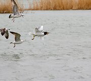 Pastačius Kokaralo užtvanką, dalyje Aralo jūros pakilo vandens lygis ir grįžo žuvys