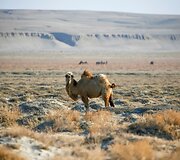Pastačius Kokaralo užtvanką, dalyje Aralo jūros pakilo vandens lygis ir grįžo žuvys