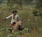 Brazilijos Pietų Mato Groso pelkėse gyvulius ganančių kaubojų kasdienybė