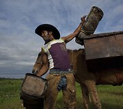 Brazilijos Pietų Mato Groso pelkėse gyvulius ganančių kaubojų kasdienybė