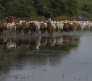 Brazilijos Pietų Mato Groso pelkėse gyvulius ganančių kaubojų kasdienybė