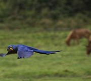 Brazilijos Pietų Mato Groso pelkėse gyvulius ganančių kaubojų kasdienybė