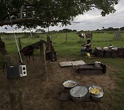 Brazilijos Pietų Mato Groso pelkėse gyvulius ganančių kaubojų kasdienybė