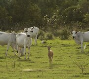 Brazilijos Pietų Mato Groso pelkėse gyvulius ganančių kaubojų kasdienybė
