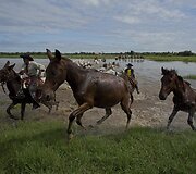 Brazilijos Pietų Mato Groso pelkėse gyvulius ganančių kaubojų kasdienybė