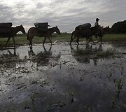 Brazilijos Pietų Mato Groso pelkėse gyvulius ganančių kaubojų kasdienybė