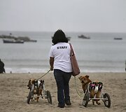 Sužeistų ar skriaustų &scaron;unų prieglauda Peru sostinėje