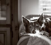 Geriausios praėjusių metų &scaron;unų nuotraukos