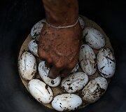 Krokodilų ferma Tailande