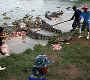 Krokodilų ferma Tailande