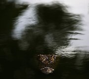 Krokodilų ferma Tailande