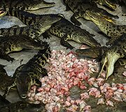 Krokodilų ferma Tailande