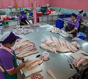Krokodilų ferma Tailande