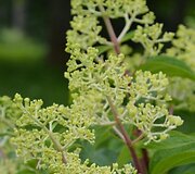 &Scaron;luotelinė hortenzija (Hydrangea paniculata &bdquo;Silver Dollar&ldquo;)