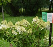 &Scaron;luotelinė hortenzija (Hydrangea paniculata &bdquo;Silver Dollar&ldquo;)