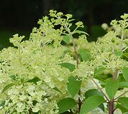 &Scaron;luotelinė hortenzija (Hydrangea paniculata &bdquo;Bobo&ldquo;)
