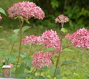 &Scaron;viesioji hortenzija (Hydrangea arborescens &bdquo;Pink Anabelle&ldquo;)