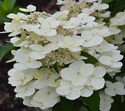 &Scaron;luotelinė hortenzija (Hydrangea paniculata &bdquo;Sparkling&ldquo;)