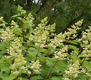 &Scaron;luotelinė hortenzija (Hyndrangea paniculata &bdquo;Pink Diamond&ldquo;)