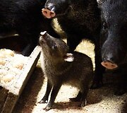 Lietuvos zoologijos sode &ndash; &scaron;iemet gimę jaunikliai