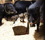 Lietuvos zoologijos sode &ndash; &scaron;iemet gimę jaunikliai