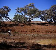 7 metus sausros kamuojamas Stounhendžas Australijoje