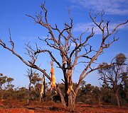 7 metus sausros kamuojamas Stounhendžas Australijoje