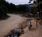 Nelegaliai auksą kasančių brazilų bendruomenė