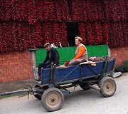 Serbijos Donja Loko&scaron;nica &ndash; raudonųjų paprikų sostinė