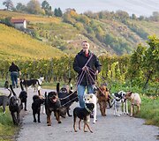 &Scaron;unų vie&scaron;butis Vokietijoje