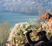 &Scaron;unų vie&scaron;butis Vokietijoje
