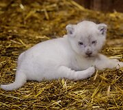Baltojo liūto jaunikliai Prancūzijos zoologijos sode