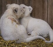 Baltojo liūto jaunikliai Prancūzijos zoologijos sode