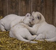 Baltojo liūto jaunikliai Prancūzijos zoologijos sode