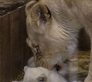 Baltojo liūto jaunikliai Prancūzijos zoologijos sode