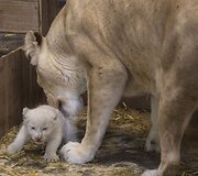 Baltojo liūto jaunikliai Prancūzijos zoologijos sode